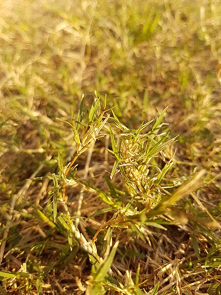 File:Grasses of Pakistan.jpg