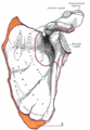 Surface d'insertion (orange notée A) du muscle sur la face costale de la scapula gauche.