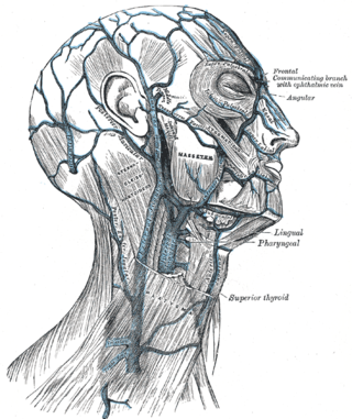 <span class="mw-page-title-main">Posterior auricular vein</span> Vein of the head