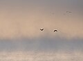 Image 729Great cormorants (Phalacrocorax carbo) flying in the mist at sunrise, Montargil Reservoir, Portugal