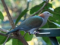 Pigeon, Green Imperial Ducula aenea