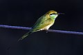 * Nomination Green bee-eater (Merops orientalis), Rajasthan, India --Charlesjsharp 09:22, 14 December 2017 (UTC) * Promotion At first I was disturbed by the black background, but actually it is looks very good. --Akela NDE 12:18, 14 December 2017 (UTC)