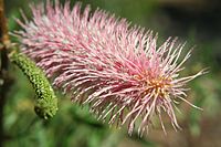 Grevillea petrophiloides