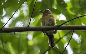 Grey-cheeked Nunbird - Darién - Panama (48439599966).jpg