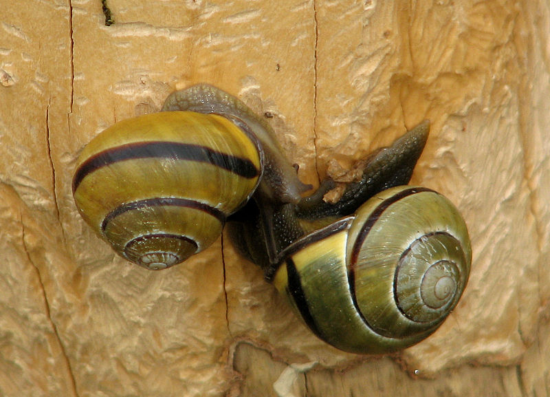 File:Grove snails mating.jpg