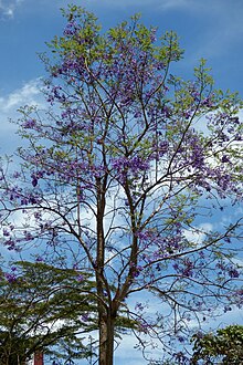 Гуаландай (Jacaranda caucana) (14732856038) .jpg