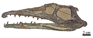 <i>Gualosuchus</i> Extinct genus of reptiles