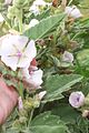 Guimauve officinale (Althaea officinalis