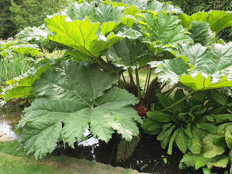 File:Gunnerales - Gunnera tinctoria - 39.jpg