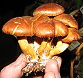 Gymnopilus flavidellus