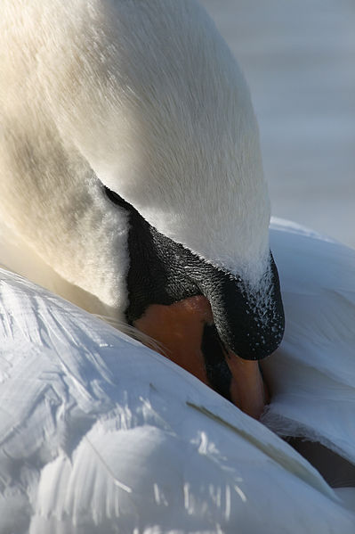 File:Höckerschwan Cygnus olor 10 Richard Bartz.jpg