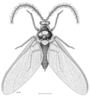 HEMI Margarodidae Coelostomidia wairoensis m.png