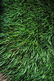 <i>Hackelochloa</i> Genus of grasses