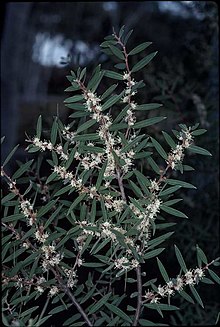 Hakea marginata.jpg