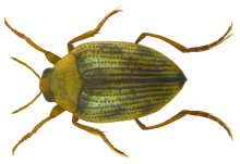 Haliplus ruficollis (DeGeer, 1774) .png