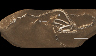 <i>Halszkaraptor</i> Extinct genus of dinosaurs