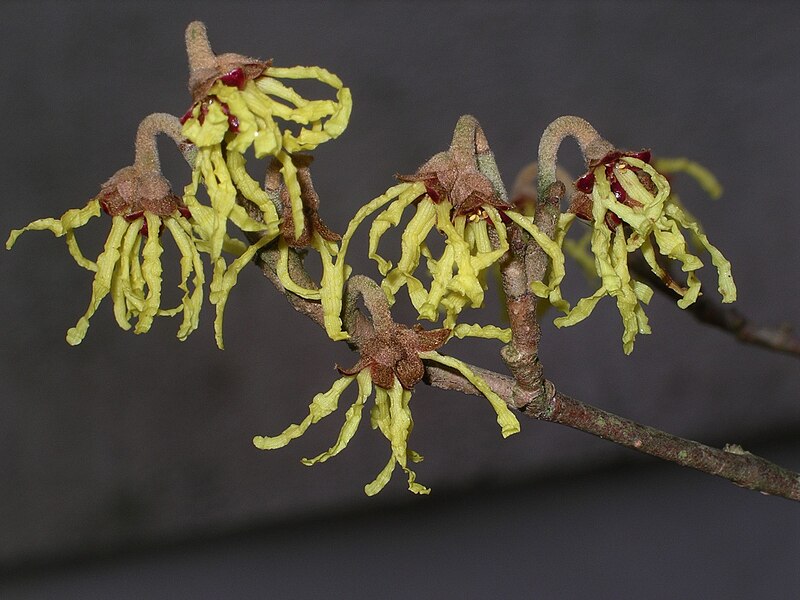 File:Hamamelis flowers.jpg