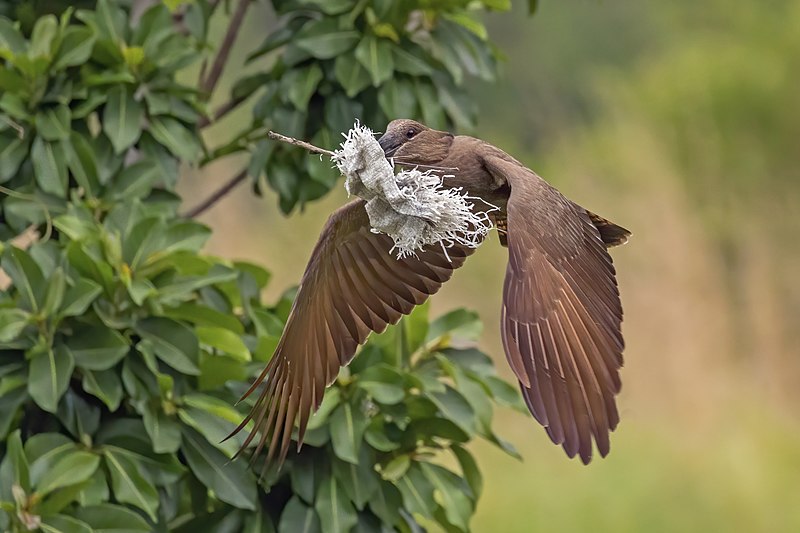 File:Hamerkop (Scopus umbretta umbretta) collecting for nest.jpg