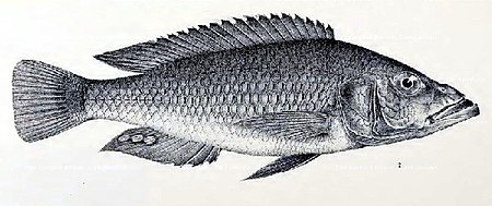 Haplochromis_mento