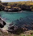 Harbor seals at Point Lobos.jpg