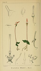 plate 92 Disperis woodii