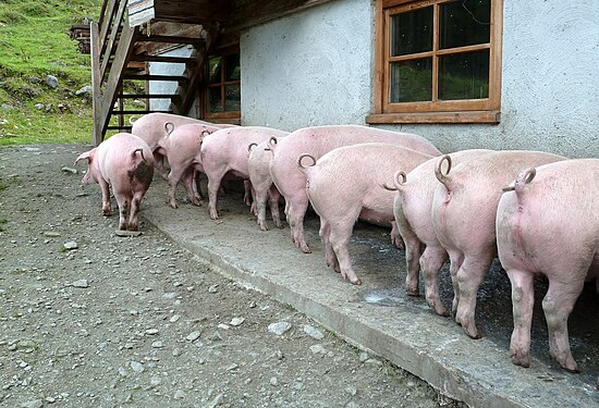 Pigs eating whey. One has had enough.