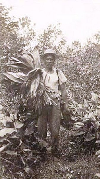 File:Hawaiian man gathering banana leaves for luau, c. 1915.jpg