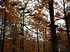 Treetop walk  at Hear Lake