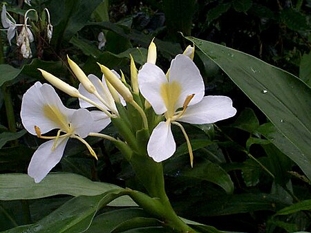 Tập_tin:Hedychium_coronarium_by_Wilder.JPG