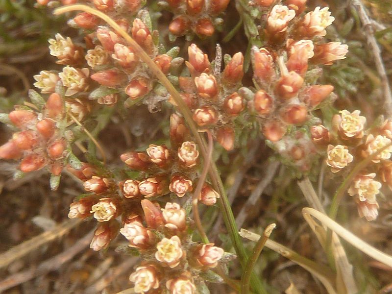 File:Helichrysum lineare, blomme, Tweeling, b.jpg