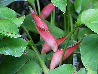 <i>Heliconia stricta</i> Species of plant