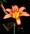 Hemerocallis fulva in habitat, Sechuan, China