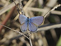 Miniatuur voor Hemiargus ceraunus