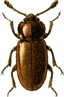 <i>Henoticus</i> Genus of beetles
