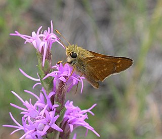 <i>Hesperia leonardus</i> Species of butterfly