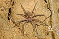 Heteropoda simplex