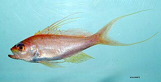 <i>Baldwinella</i> Genus of fishes