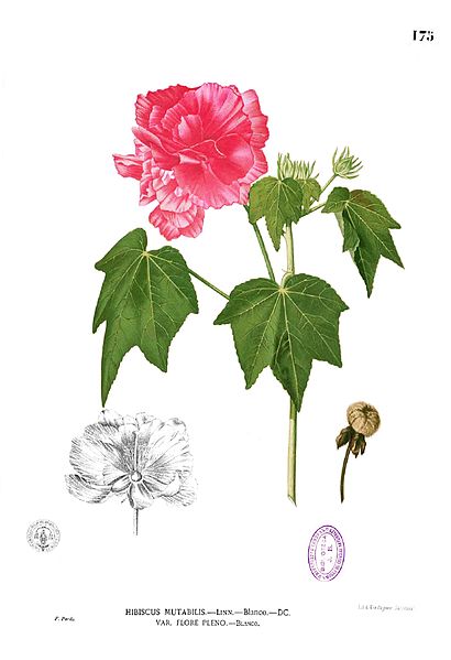 File:Hibiscus mutabilis Blanco1.175.jpg