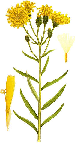 Hieracium umbellatum flockfibbla.jpg