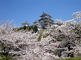 姫路城の桜