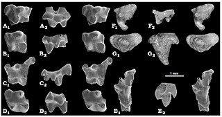 <i>Holoclemensia</i> Extinct genus of mammals