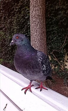 Pigeon in Prague, Czech Republic