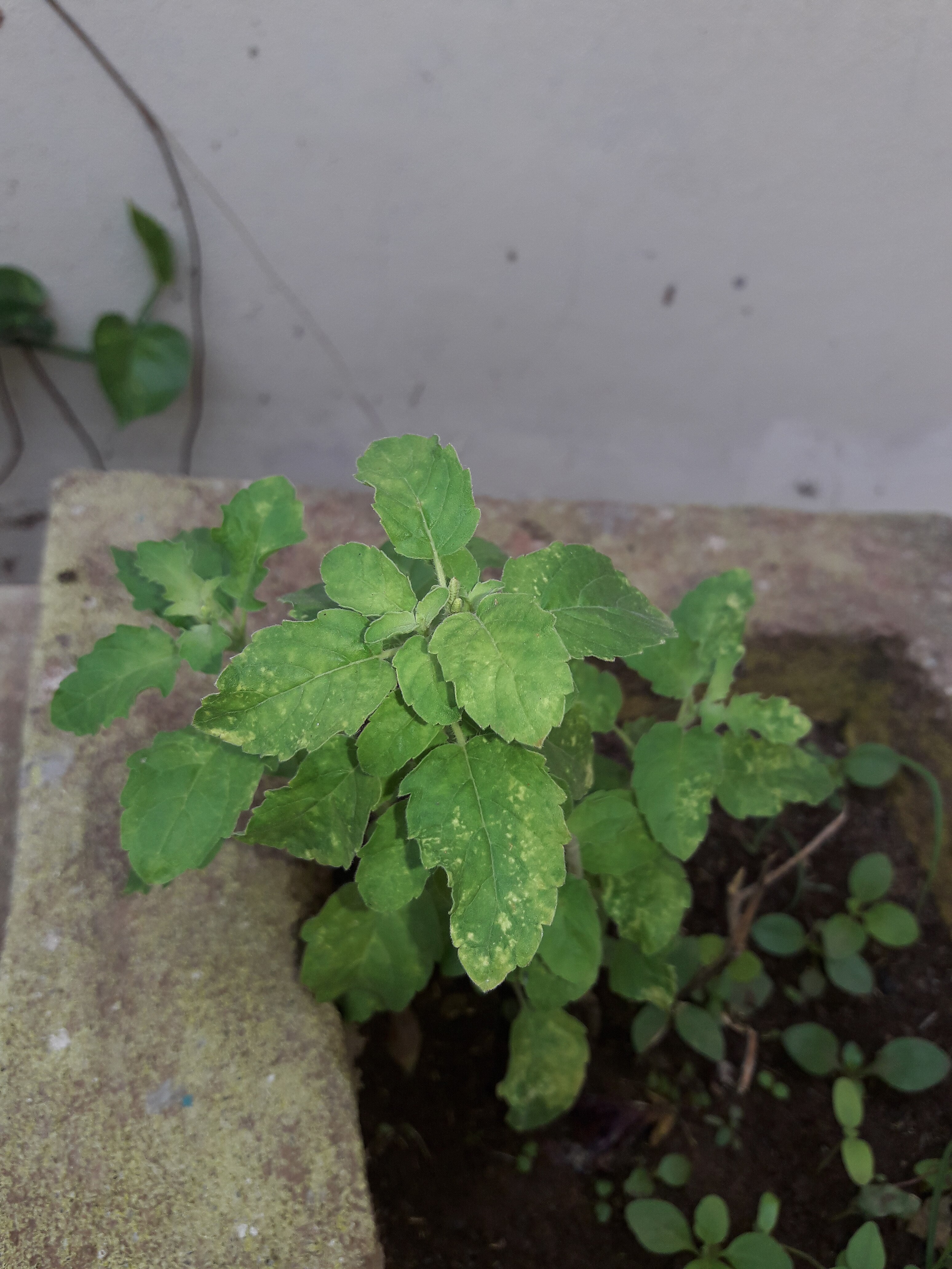 File Holy Basil Plant.jpg Wikimedia Commons