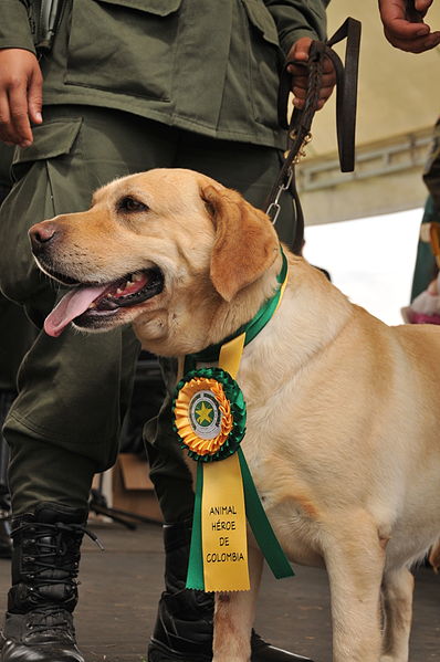 File:Homenaje a los animales héroes de Colombia (5747827607).jpg