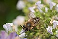 * Nomination Honey bee on a lesser calamint in the town of Königs Wusterhausen. --V.Boldychev 10:44, 23 December 2021 (UTC) * Promotion  Support Good quality. --Charlesjsharp 11:02, 23 December 2021 (UTC)