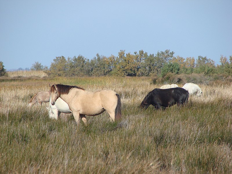 File:Horses - panoramio.jpg