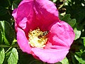 Schwebfliege nach der Landung in der Kartoffelrosenblüte