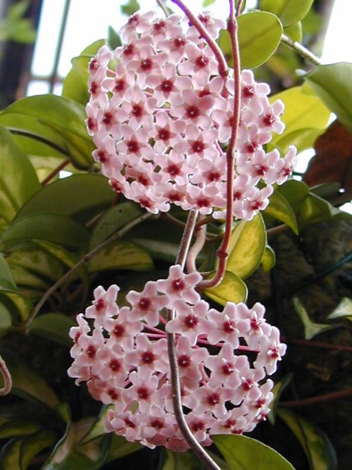 Hoya carnosa Exotica1C2000