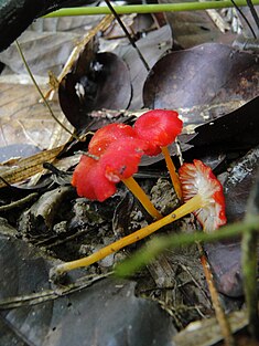 Hygrocybe umbilicata Iqbal Hosen & T.H. Li.jpg