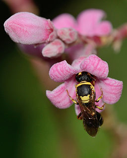 Dogbane